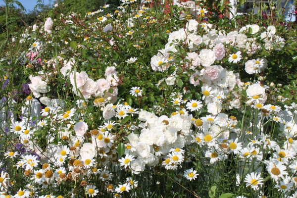 Rosa 'Swany' ®