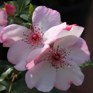 Rosa 'Sweet Pretty' ®