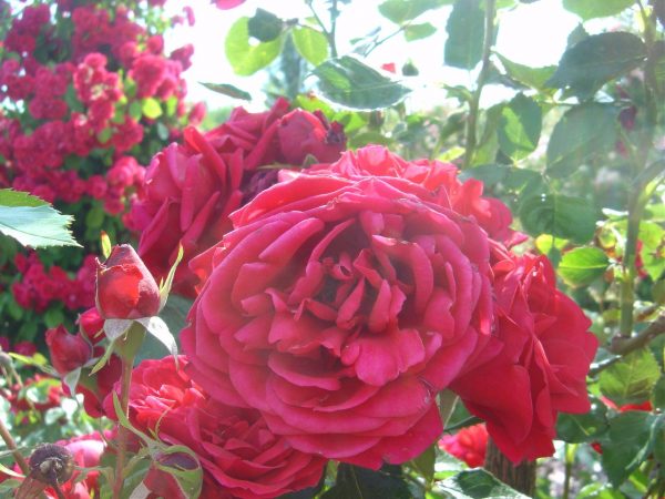 Rosa 'Sympathie'