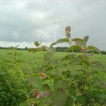 Symphoricarpos chenaultii