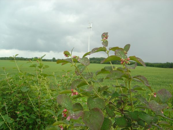 Symphoricarpos chenaultii