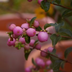 Symphoricarpus doorenbosii 'Amethyst'  -S-