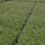 Symphoricarpos chenaultii "Hancock"