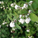 Symphoricarpus albus var.laevigatus