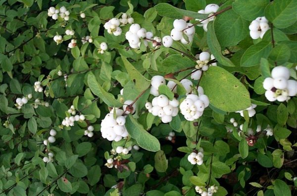 Symphoricarpus albus var.laevigatus