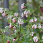 Symphytum grandiflorum