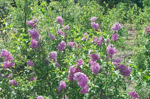Syringa chinensis