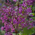 Syringa chinensis 'Saugeana'