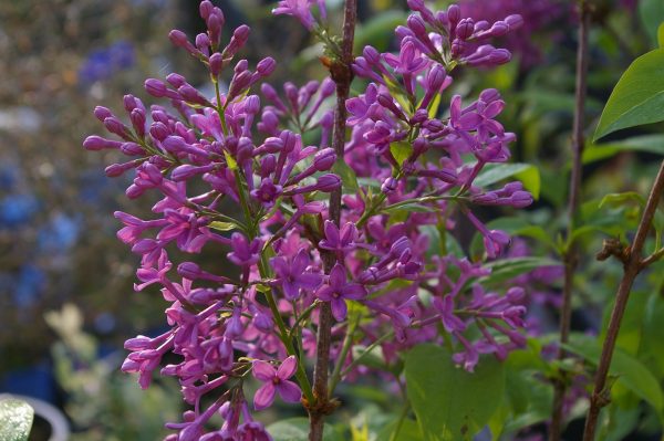 Syringa chinensis 'Saugeana'