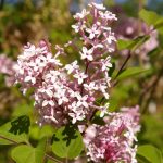 Syringa meyeri "Palibin"