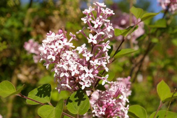 Syringa meyeri "Palibin"