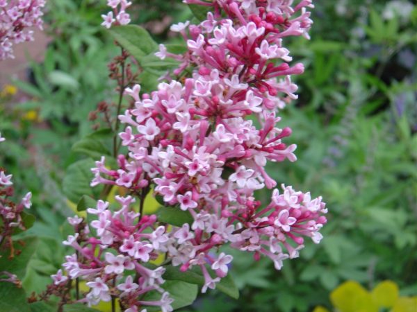 Syringa microphylla 'Superba'