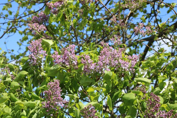 Syringa vulgaris