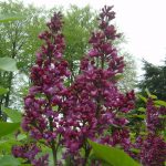 Syringa vulg."Charles Joly"
