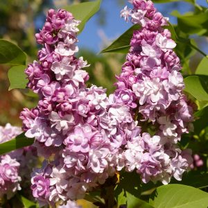 Syringa vulg."Katharina Havemeyer"