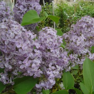 Syringa vulg."Michel Buchner"