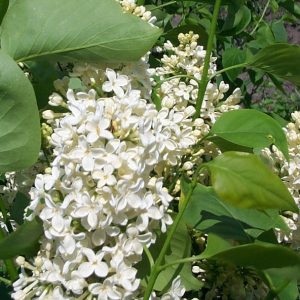 Syringa vulg."Primrose"