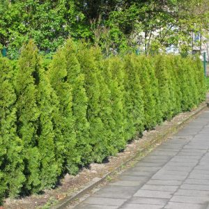 Thuja occidentalis "Smaragd"
