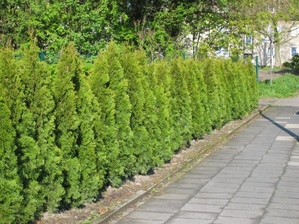 Thuja occidentalis "Smaragd"