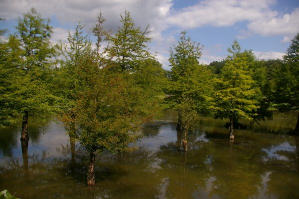 Taxodium distichum