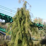 Taxodium distichum "Cascade Falls"