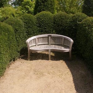 Taxus baccata