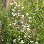 Thalictrum delavayi 'Splendide White' ®