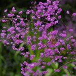 Thalictrum delavayi 'Hewitt´s Double‘