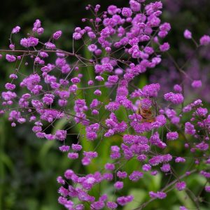 Thalictrum delavayi 'Hewitt´s Double‘