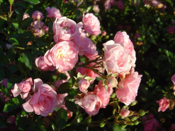 Rosa 'The Fairy'