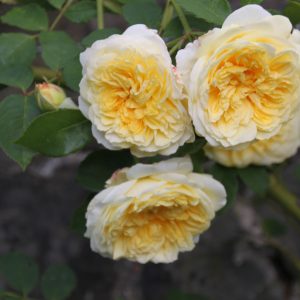 Rosa 'The Pilgrim' ®