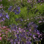Agapanthus praecox ssp. orientalis 'Bluestorm' ®