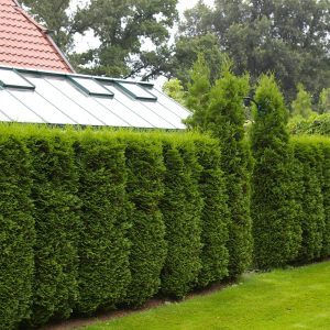 Thuja occidentalis "Columna"