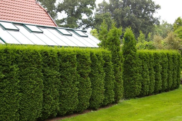Thuja occidentalis "Columna"