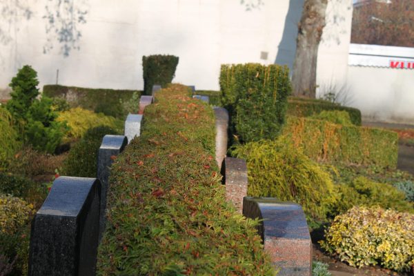 Thuja occidentalis
