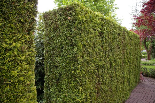Thuja plicata "Aurescens"