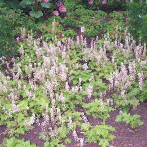 Tiarella cordifolia