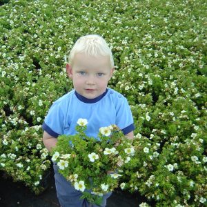Potentilla fruticosa "Tilford Cream"