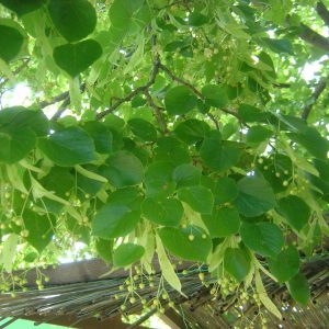 Tilia cordata