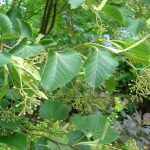 Tilia henryana