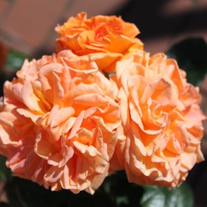 Rosa 'Timeless' ®