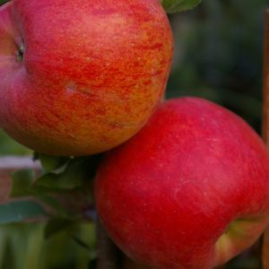 Apfel 'Topas' ®