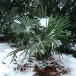 Trachycarpus fortunei