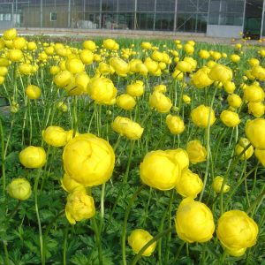 Trollius x cultorum 'Lemon Queen'