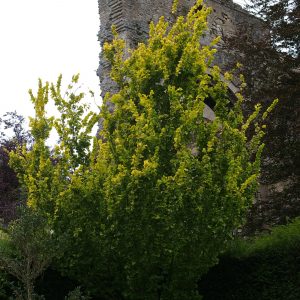 Ulmus carpinifolia "Wredei"