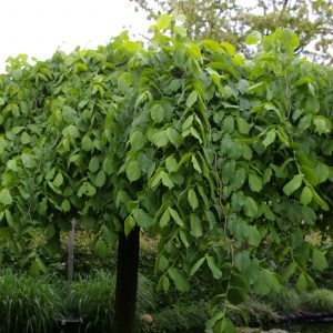Ulmus glabra 'Pendula'