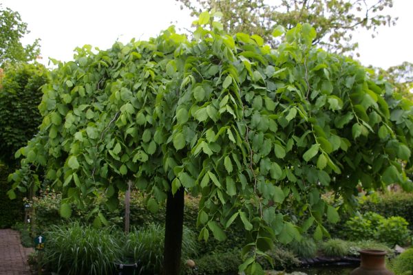 Ulmus glabra 'Pendula'