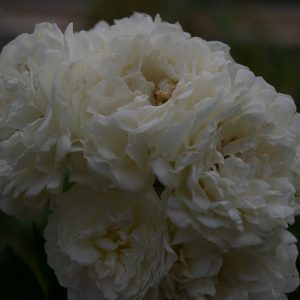 Rosa Unschuld