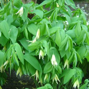 Uvularia grandiflora