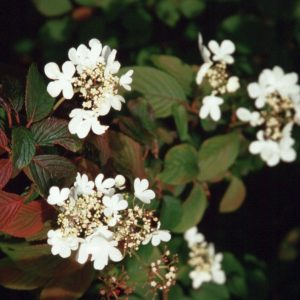 Viburnum plicatum "Watanabe"